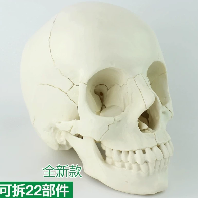 Medicine detachable physiological skull model, postoperative constructor, medical use, training