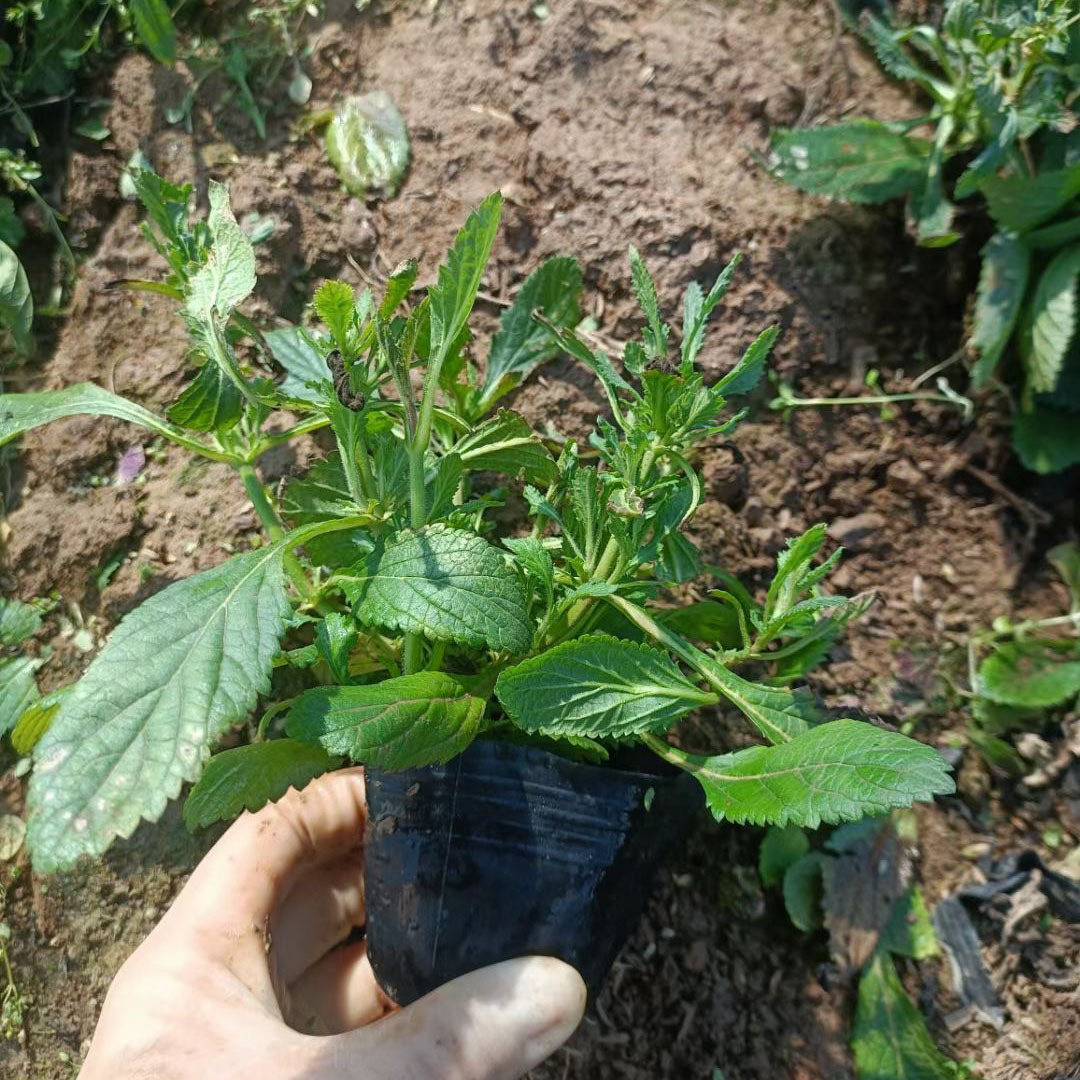 马鞭草苗 基地供应大型花海打造 花坛园林绿化草花卉植物批发