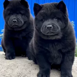 狗