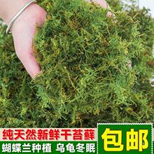 蝴蝶兰花专用营养土干苔藓青苔石斛种植水苔育苗乌龟冬眠垫材椰土