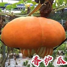 �Ͼ���t�ϷN������Ϲ��߹��N���ļ����^�p ����ͥԺ�������
