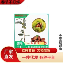 ޽Ӵt۰شӘ籱ԹϷNֲ