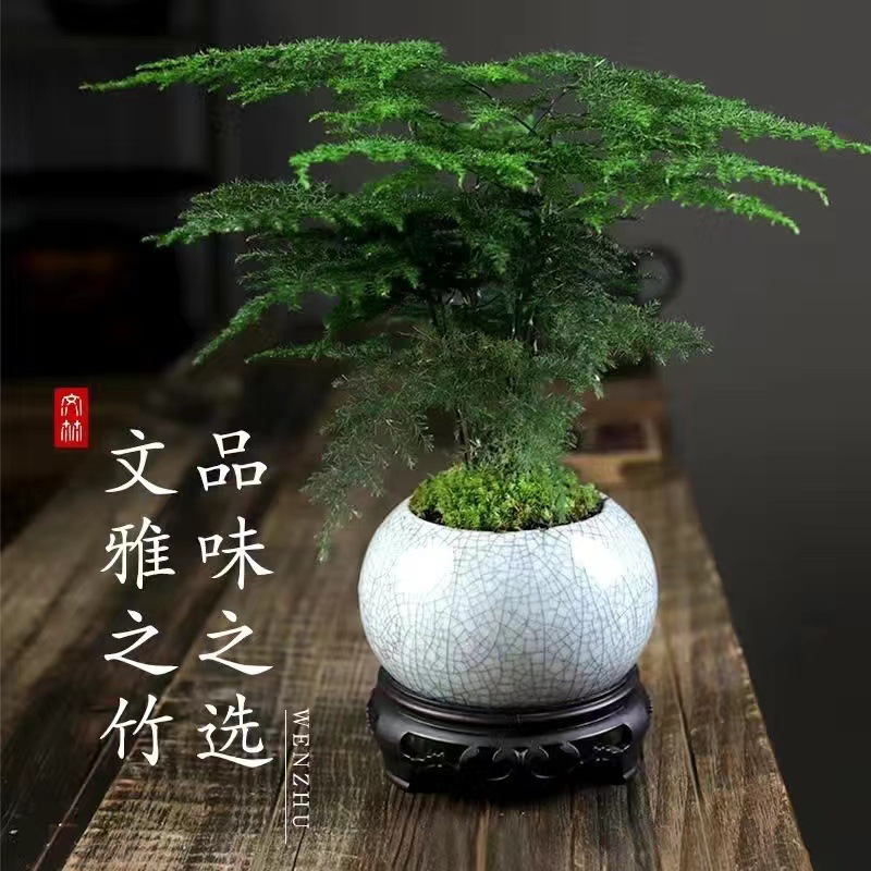 【高品质】文竹+圆冰裂盆+圆形底座