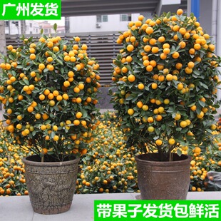 Kumquat Tree Potted Plant with Fruit Shipped Indoor Living Room Plant Courtyard Green Plant All Year Round Good Results Easy to Survive Bonsai