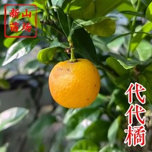 【代代苗】代代桔不可鲜食泡茶一树多代果花果两用柑橘子树苗