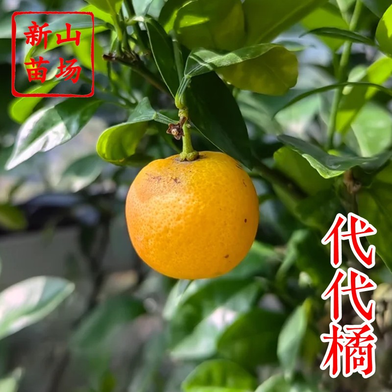 【代代苗】代代桔不可鲜食泡茶一树多代果花果两用柑橘子树苗