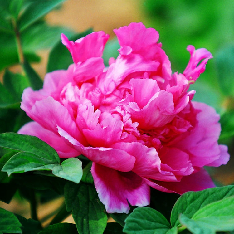 Саженцы пионов, горшечные пионовые саженцы, большой запас для ландшафтного дизайна двора, скидки на большие объемы