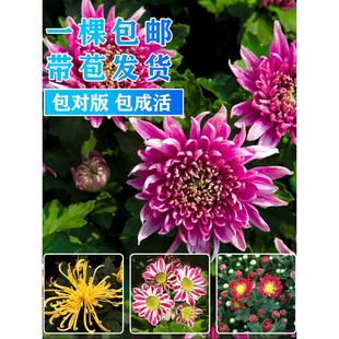 �ջ����Ԏ�����������¾�ǧ�^���ͺ����B�ļ��_���҃Ȼ���ֲ��