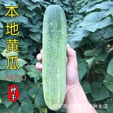 本地黄瓜种子压塌架老品种改良旱黄瓜种籽春秋季农家田园蔬菜种子