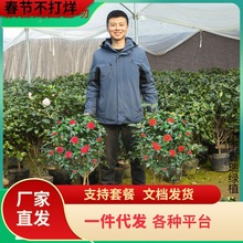 һlɽ軨Ԏɫ൤ֲ҃ȺB軨