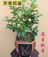 一件代发含笑花苗浓香型四季开花卉植物庭院阳台当年开花四季长青