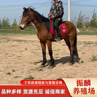跑马场养殖场骑乘马 驯化好的半血马伊犁马多少钱