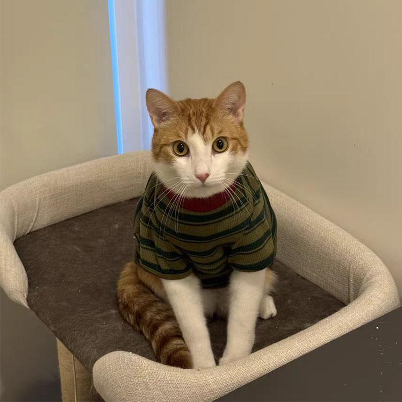 Primavera y verano delgada ropa de mascota para gatos Teddy Bear Boomerang pequeño cachorro rayas camiseta de cuello redondo