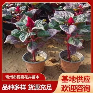 �������l�t�~�G���u�ڻ� �r��ݻ�һ����������