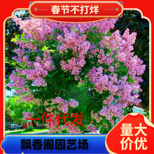 һ�����l���㻨����e��ͥԺ�ͺ������L����N�����϶��㻨������