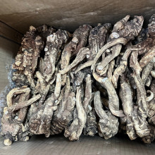 无熏硫野生当归头一斤5-6头当归片药材煲汤材料搭配黄芪党参气血