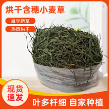 厂家批发热风烘干含穗小麦草兔子荷兰猪草龙猫牧草宠物豚鼠嫩苗草