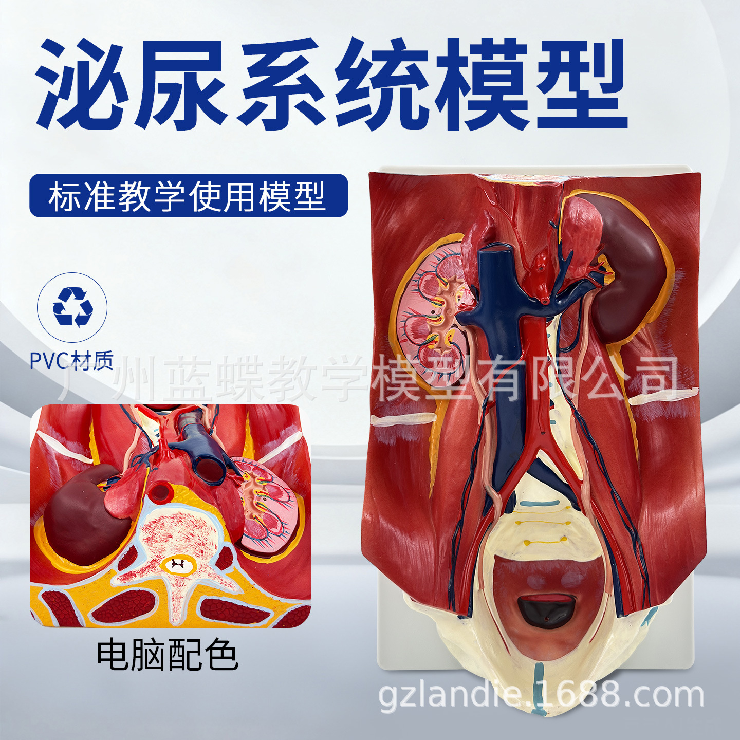 ��������ϵͳģ�͸�ǻ���������׸�ǻ����ҽѧ���ʽṹҽ�ƽ�ѧ