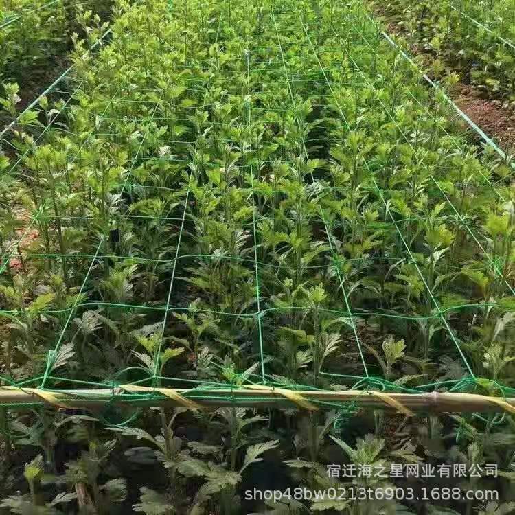 e16b345e398cd08efaf7dfec441d27