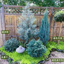 蓝冰柏树苗蓝色天堂侧柏圣诞树盆栽花园四季常绿叶棒棒糖花镜植物