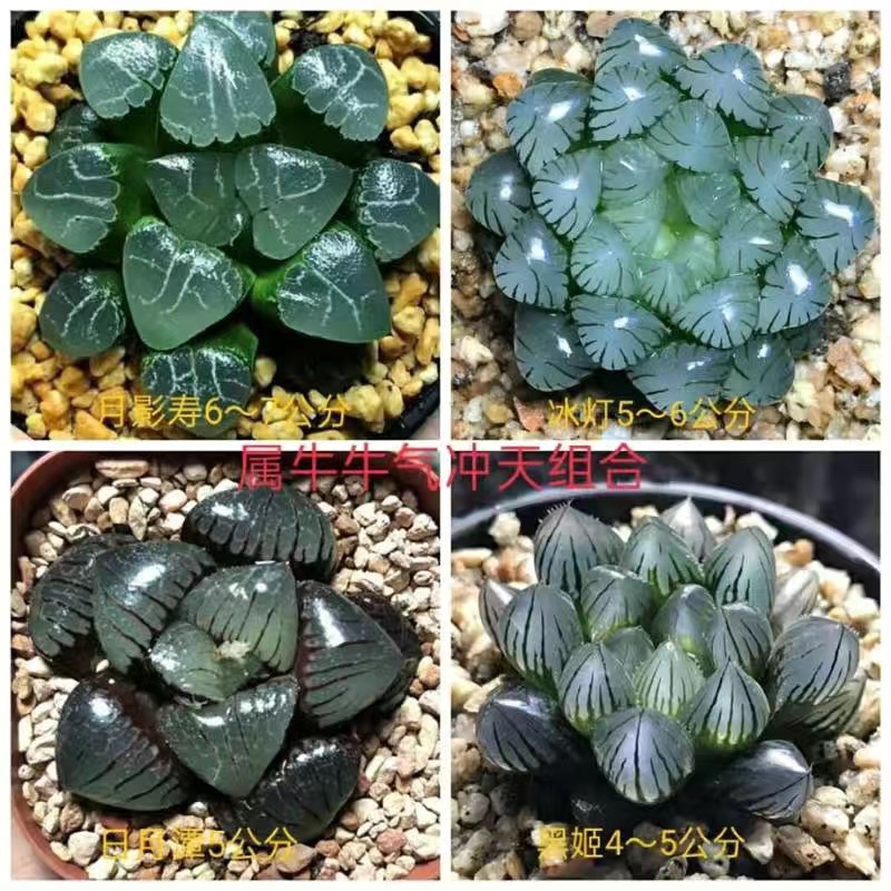 황소(월영수+얼음등+해월담+검은근육)