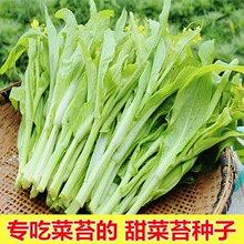 【9.9/3包 拍2发8】白菜苔种子种籽菜种苔菜四季菜心菜苔蔬菜