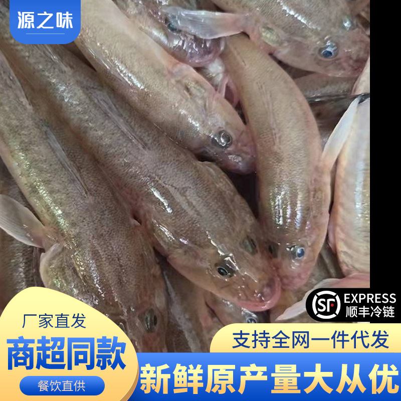 海捕沙光鱼胖头鱼小龙鱼推浪鱼新鲜鲜活海鱼速冻刺少商用批发