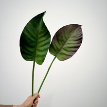 ��ꖾ�Ʒ�~�ӷ����Ƭ�����B�廨��Ć�Ƭ���˽��G���b�֦С�~