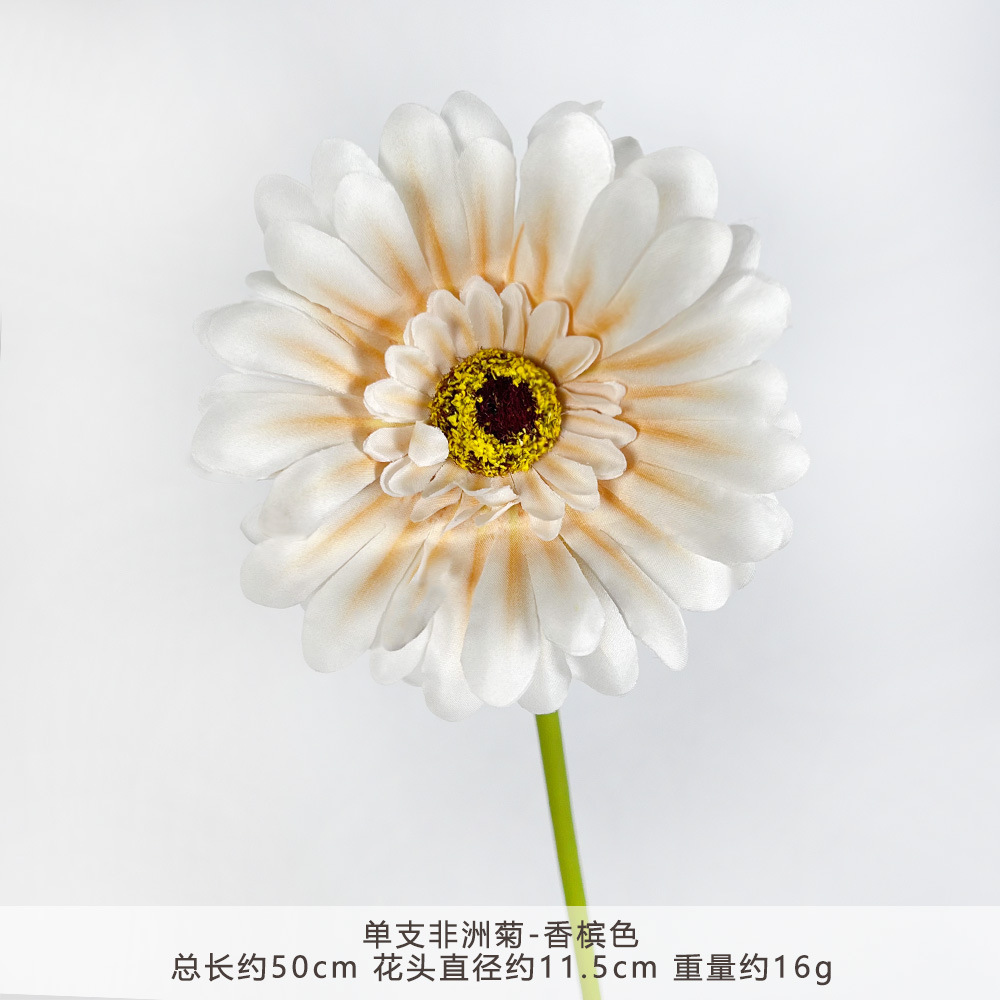 XGX-单支非洲菊-香槟