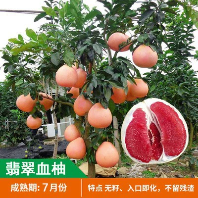 Оптовые Аутентичные прививки грейпфрута саженцы красного сердца мед помело в горшках посадка на юге и севере посадка трех саженцев Красного меда помело в этом году