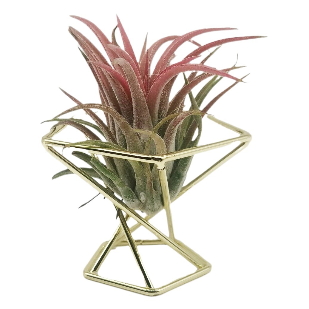 Pineapple Plant Stand, Geometric Air Plant Stand, Iron Orchid Stand, Beauty Egg Puff Storage Rack