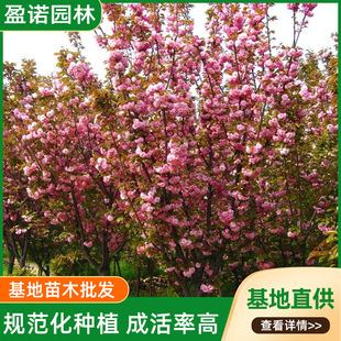 ��ľ���� �G������ͥԺ�����L����@�����������������ͺ��Ļ�