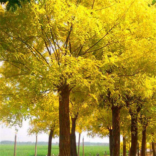 �������l�S�����L���G��ͥԺ�쾰��