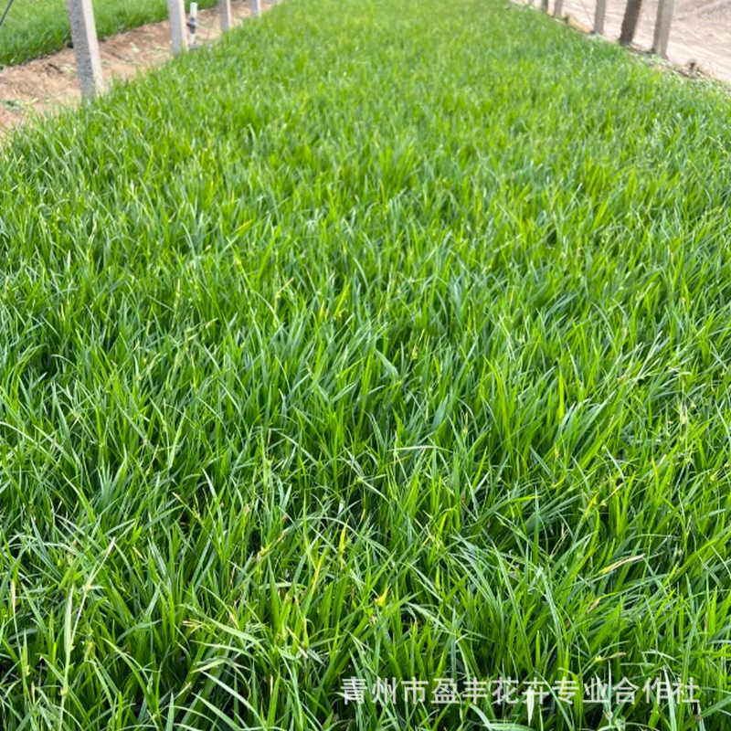 Цена на длинную зеленую декоративную траву Laoyu Moss Grass, зеленую моховую траву, оптовая база цветов и трав в Цинчжоу