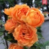 Ou Yuehua Miao and Tengye this season's garden balcony potted flowers multi -flower rose flower seedlings climbing flowers bloom in many seasons