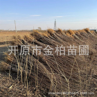 �S�ؘ����ͺ��ͺ�����С�紨�S���S�ޘ�|���S���}������