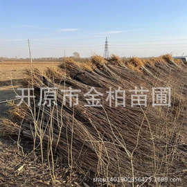 黄柏树苗耐寒耐旱造林小苗川黄柏黄檗树东北黄菠萝多年生