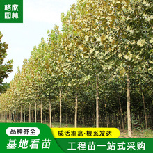 【青皮树】_青皮树品牌/图片/价格_青皮树批发_阿里巴巴