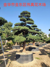 基地直供庭院别墅绿化造型罗汉松