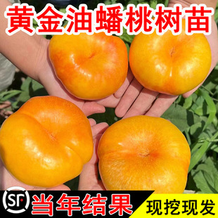 �S����������Ҙ���޽ӵ��������Ϸ������Nֲ�������ļ�����Y��