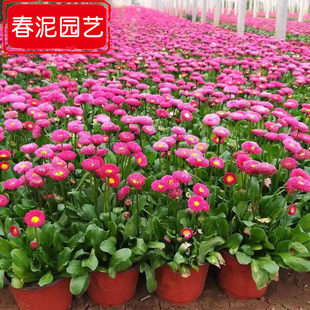 Daisy Two-Color Cup Seedlings, Winter Cold-Resistant Florals, Winter Seedlings for Greening Projects, Direct Delivery from the Base, Cheap Price