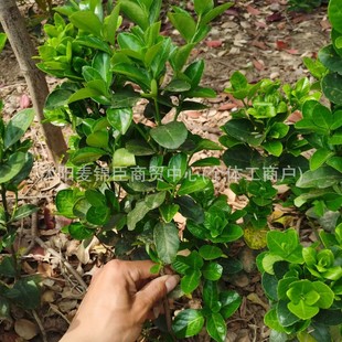 Evergreen Tree, Holly Sapling, Evergreen Fence, Fence Tree, Plant, Courtyard Nursery Wholesale, Hokkaido Boxwood