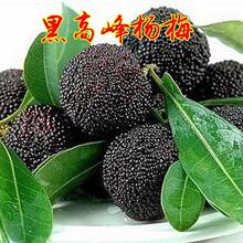 ̨���ڸ߷��÷�� �Ȗ|����÷����ė�÷ �޽Ӵ���ڗ�÷����Y��