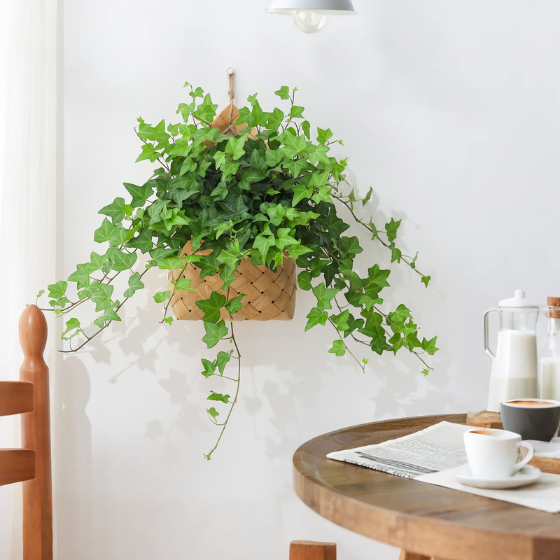 Ivy Potted Plants for Indoor Living Room, Easy-To-Care-For Green Plants for Lazy People, Office Woven Hanging Ornaments, Bonsai Flowers Ivy Potted Plants for Indoor Living Room, Easy-To-Care-For Green Plants for Lazy People, Office Woven Hanging Ornaments, Bonsai Flowers