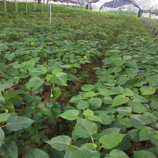 ����ֱ�lɽͩ�Ӯa��ֱ�N�쾰���̵�·�L���G��