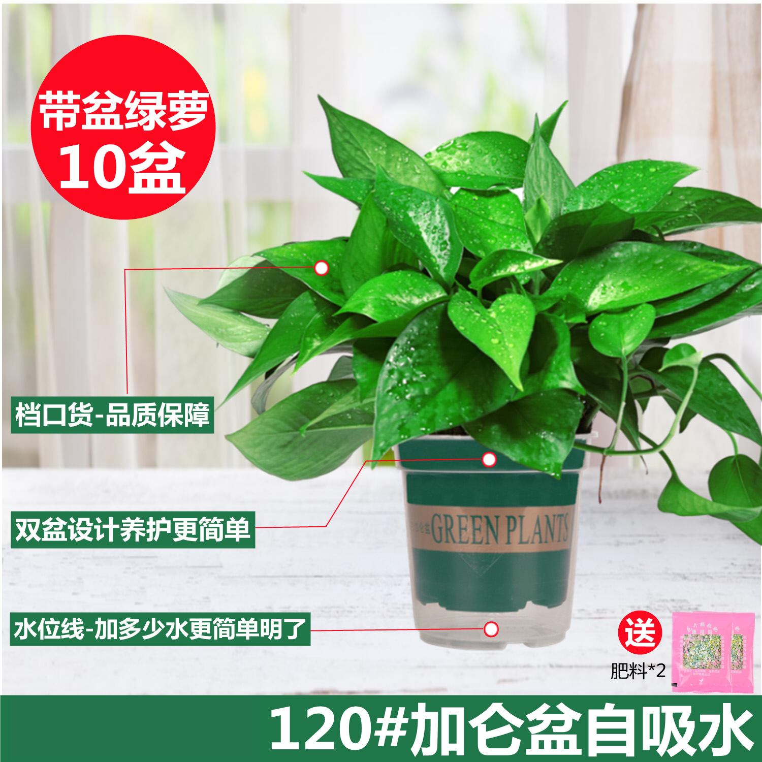 [더 가성비 좋은 10개 화분] 120 # 그린 갤런 흡수성 냄비 포토스에는 비료 2팩이 함께 제공됩니다.