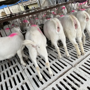 ���ڬF؛������ɽ���Bֳ��ĸ��С������N���� ���w����