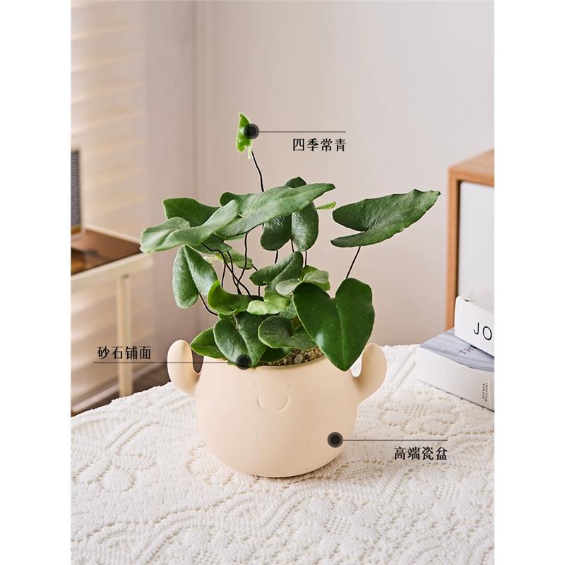 心愿蕨+笑脸小陶盆【送托盘+铺面石】