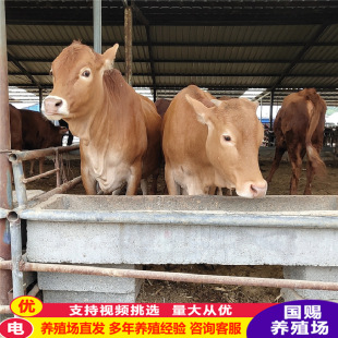 ��������Sţ�Bֳ�� ���T����ţ�r�� һ�^��ţ���Ŷ����X