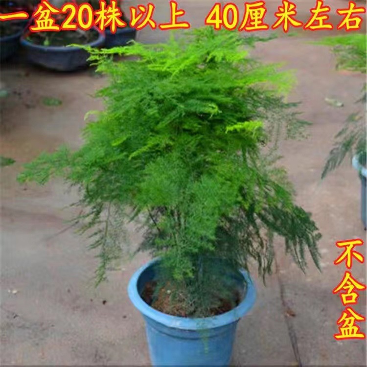 Planta decorativa de bambú en botella de vidrio, hidroponía con pino y nubes, ideal para sala de estar u oficina image 16